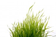 绿色的草图片大全