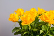 黄色玫瑰花图片