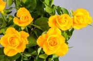 黄色玫瑰花图片