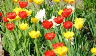 各种颜色的郁金香图片大全