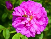 紫色玫瑰花图片