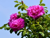 紫色玫瑰花图片