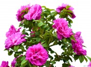 紫色玫瑰花图片