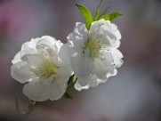 碧桃花图片大全