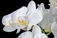 白色蝴蝶兰图片大全