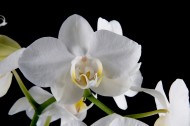 白色蝴蝶兰图片大全