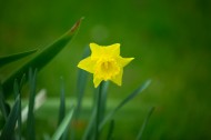 黄色水仙花图片大全