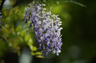 紫藤图片大全