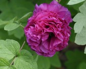 牡丹花图片大全