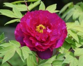 牡丹花图片大全