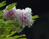 牡丹花图片大全