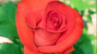 红色玫瑰花图片大全