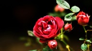 红色玫瑰花图片大全