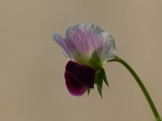 豌豆花图片