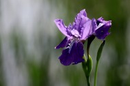 紫色鸢尾图片