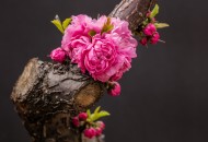 漂亮粉红色的桃花图片大全