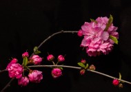 漂亮粉红色的桃花图片大全