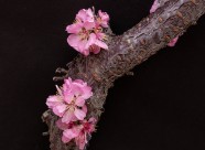 漂亮粉红色的桃花图片大全