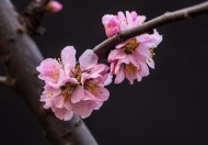 漂亮粉红色的桃花图片大全