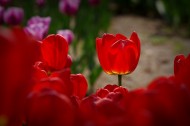 多姿多彩的郁金香图片大全