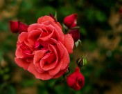 月季花图片大全