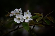白色梨花图片大全