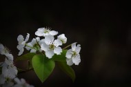 白色梨花图片大全
