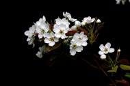 白色梨花图片大全