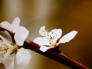春日桃花图片大全
