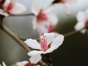 春日桃花图片大全