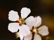 春日桃花图片大全