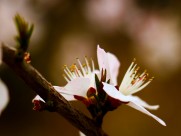 春日桃花图片大全