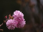唯美的樱花图片
