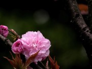 唯美的樱花图片