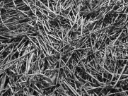 冬季萧瑟的芦苇图片