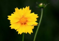 黄色的金鸡菊图片