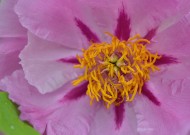 牡丹花图片大全