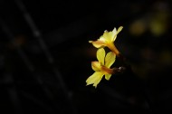 光影下的迎春花图片大全