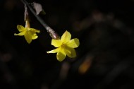 光影下的迎春花图片大全