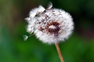 蒲公英图片大全