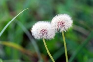 蒲公英图片大全
