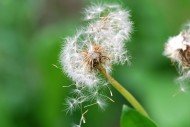 蒲公英图片大全