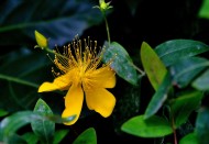 金丝桃图片大全