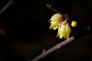 黄色的腊梅花图片
