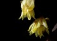 黄色的腊梅花图片