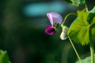 豌豆花图片