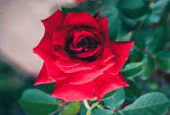 红色玫瑰花图片大全