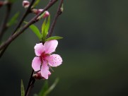 单瓣桃花图片