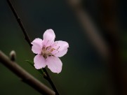 单瓣桃花图片