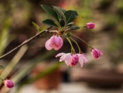 海棠花图片大全